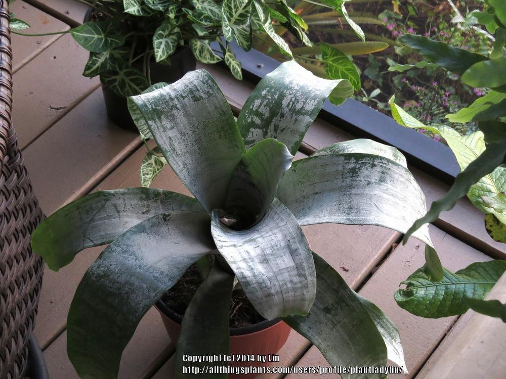 Photo of Urn Plant (Aechmea fasciata) uploaded by plantladylin