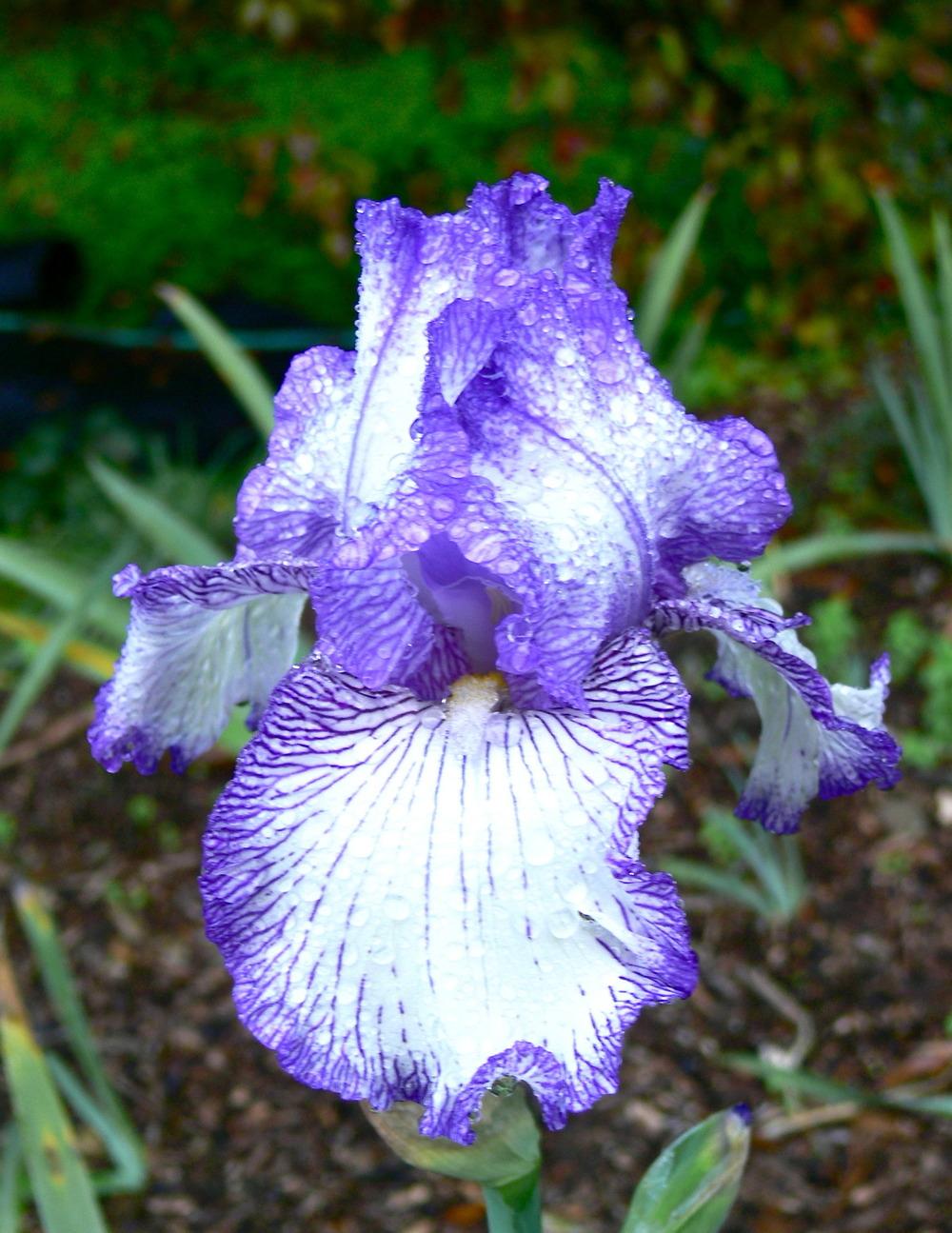 Photo of Tall Bearded Iris (Iris 'Earl of Essex') uploaded by janwax