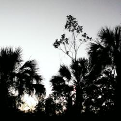 Location: Southwest Florida
Date: November 2014
Silhouette of Ficus aurea growing out of the top of a Sabal palme