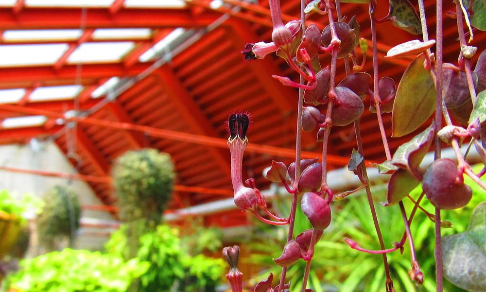 Photo of String of Hearts (Ceropegia woodii) uploaded by jmorth