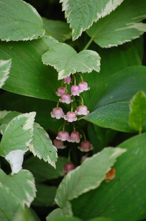 Photo of Pink Lily of the Valley (Convallaria majalis 'Rosea') uploaded by pixie62560