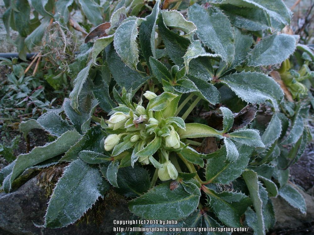 Photo of Hellebore (Helleborus x sternii 'Hot Flash') uploaded by springcolor