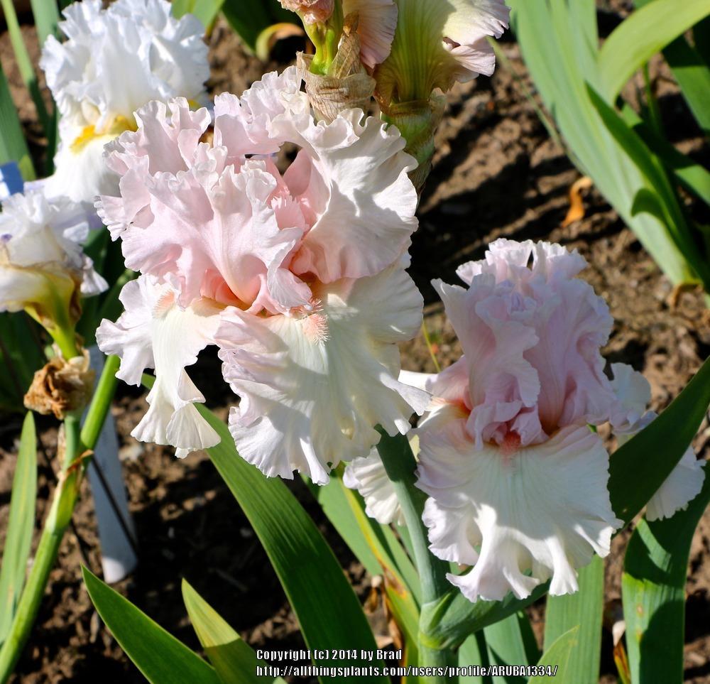 Photo of Tall Bearded Iris (Iris 'Love of Life') uploaded by ARUBA1334