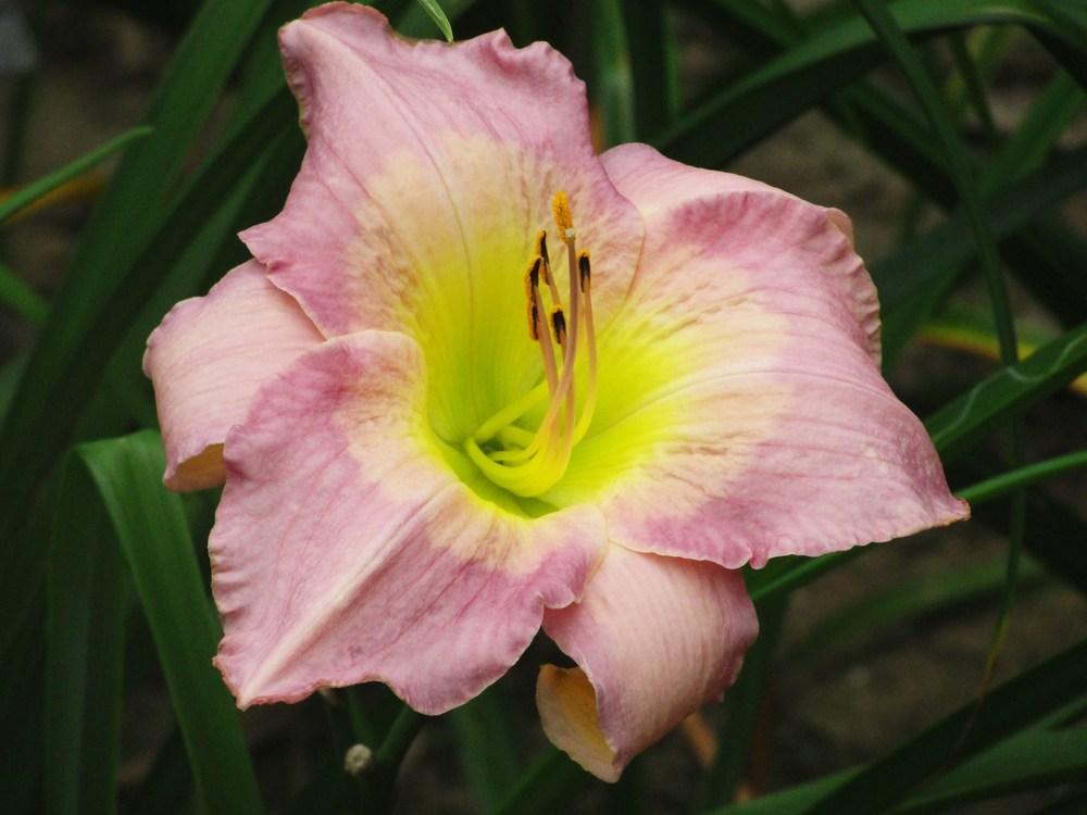 Photo of Daylily (Hemerocallis 'Sovereign Queen') uploaded by Sheridragonfly