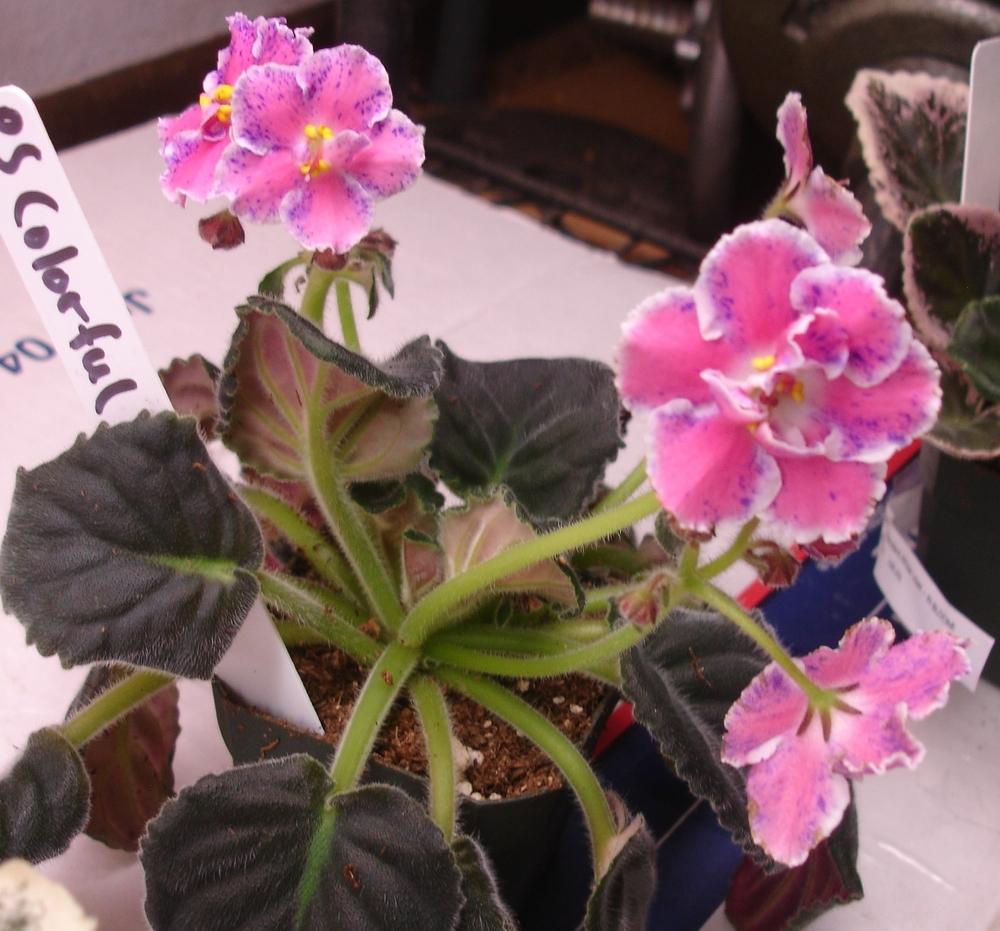 Photo of the entire plant of African violet (Saintpaulia 'RS Colorful