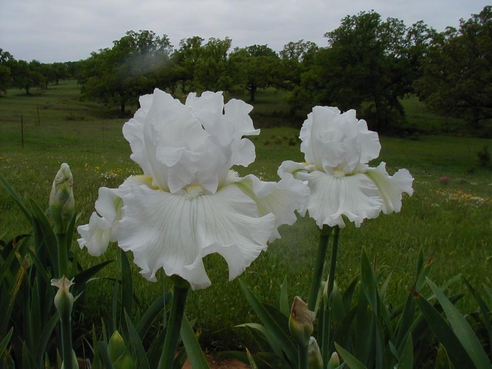 Photo of Tall Bearded Iris (Iris 'Murrah Memorial') uploaded by needrain