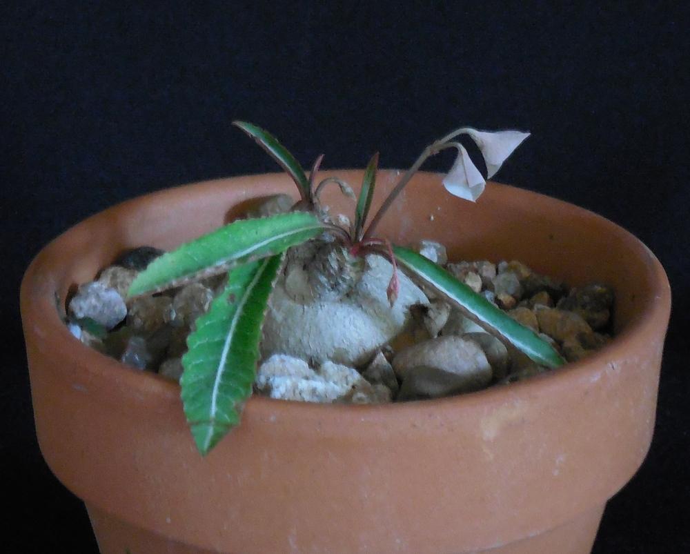 Photo of Euphorbia (Euphorbia labatii) uploaded by Reine