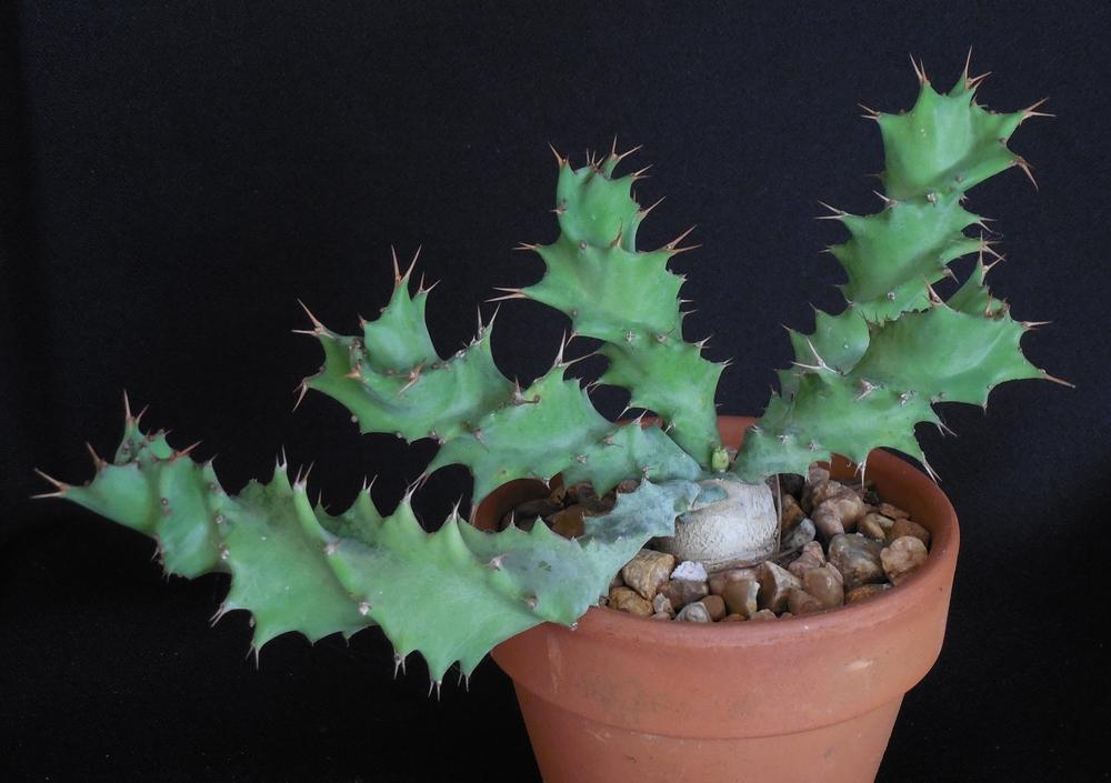 Photo of Euphorbia (Euphorbia tortirama) uploaded by Reine
