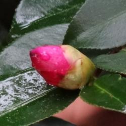 Location: Alabama
Date: 2014-11-17
Camellia bud