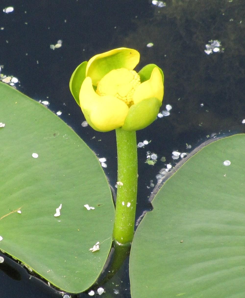 Photo of Yellow Pond Lily (Nuphar lutea) uploaded by admin