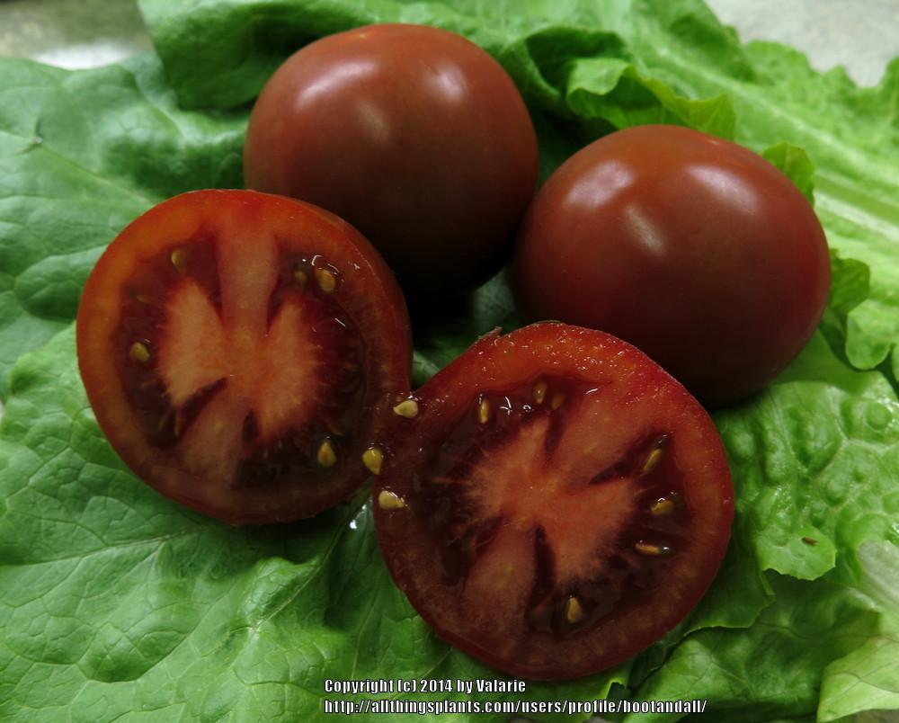 Photo of Tomato (Solanum lycopersicum 'Kumato') uploaded by bootandall