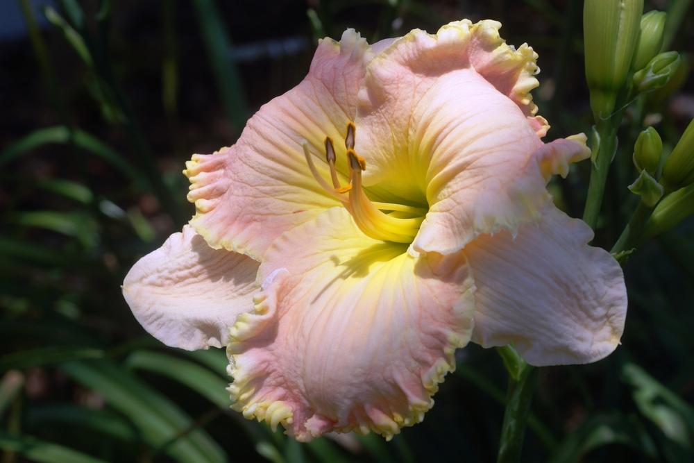 Photo of Daylily (Hemerocallis 'Memphis') uploaded by florange