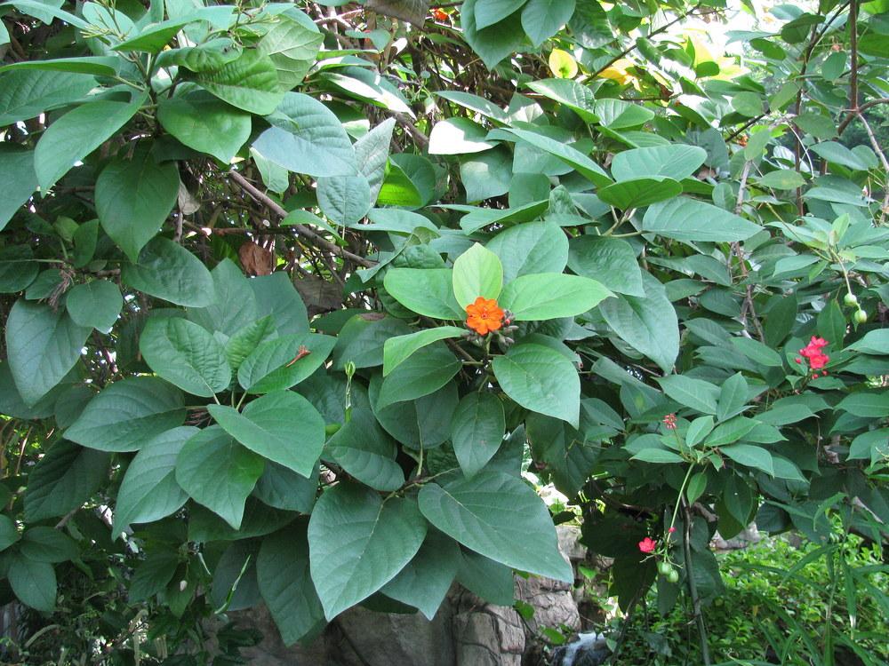 Photo of Orange Geiger Tree (Cordia sebestena) uploaded by jmorth