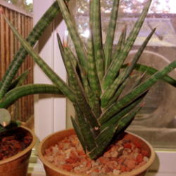 Location: At home - San Joaquin County, CA
Date: 2014-11-17
A new Sansevieria in our collection - Sansevieria francisii