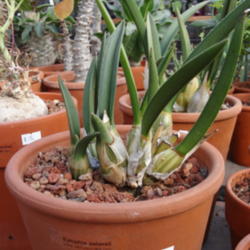 Location: At Cactus Jungle Nursery/Store - Berkeley, CA
Date: 2014-11-16
Eulophia petersii - the desert orchid