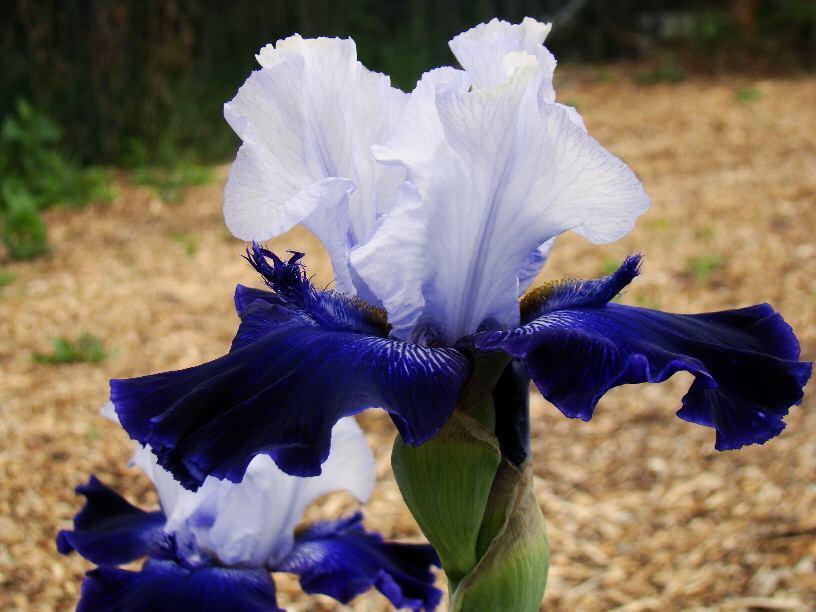 Photo of Tall Bearded Iris (Iris 'Shelter from the Storm') uploaded by TiaLee