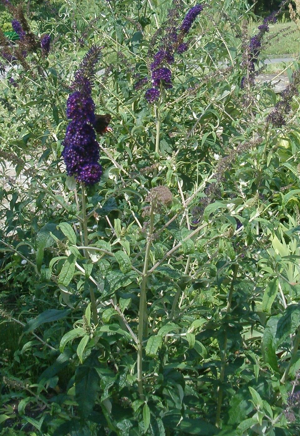 Photo of Butterfly Bush (Buddleja davidii 'Black Knight') uploaded by admin