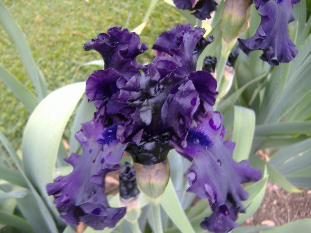 Photo of Tall Bearded Iris (Iris 'All Night Long') uploaded by tveguy3