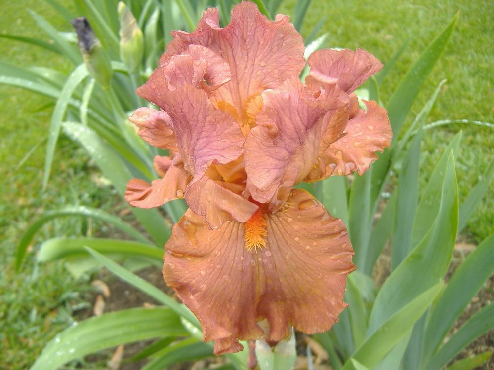 Photo of Tall Bearded Iris (Iris 'Flame Amber') uploaded by tveguy3
