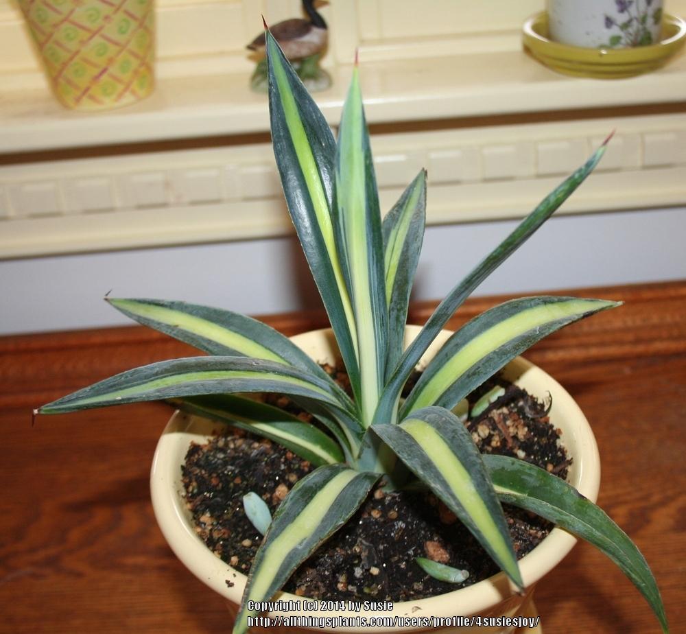 Photo of Caribbean Agave (Agave angustifolia var. angustifolia) uploaded by 4susiesjoy