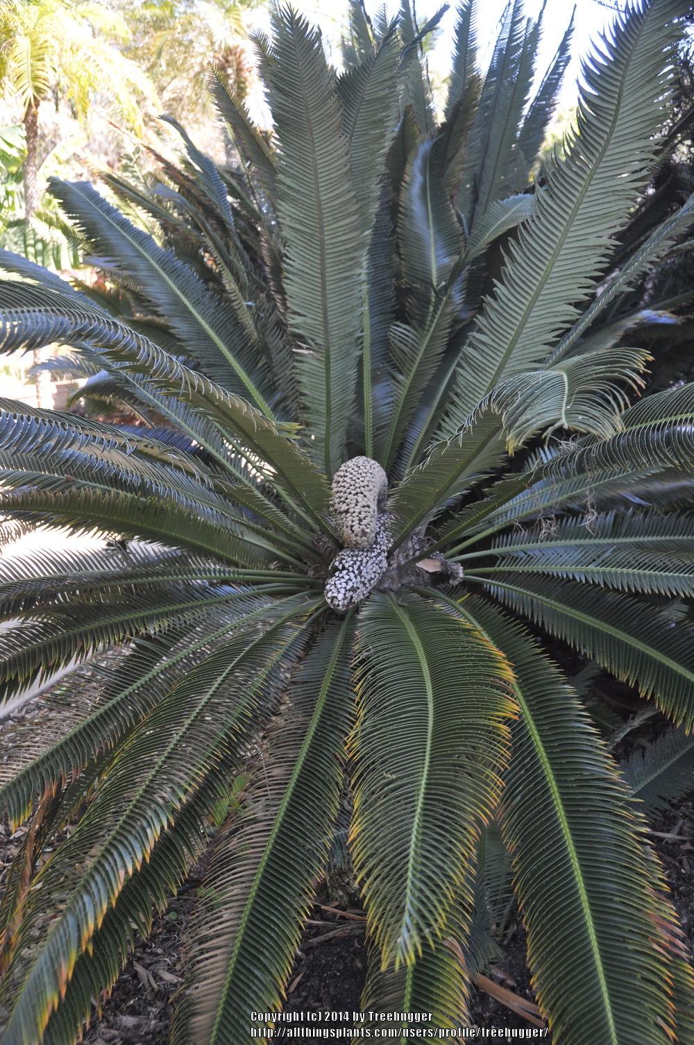 Photo of Cycad (Dioon merolae) uploaded by treehugger