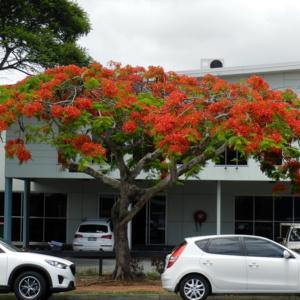 Royal Poinciana is flaming the streets in late spring in southeas