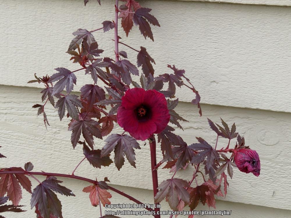 Photo of Red-Leaf Hibiscus (Hibiscus acetosella) uploaded by plantladylin