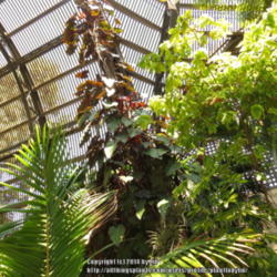 Location: San Diego, California 
Date: 2013-08-16 
Growing in Lath House at Balboa Park, San Diego