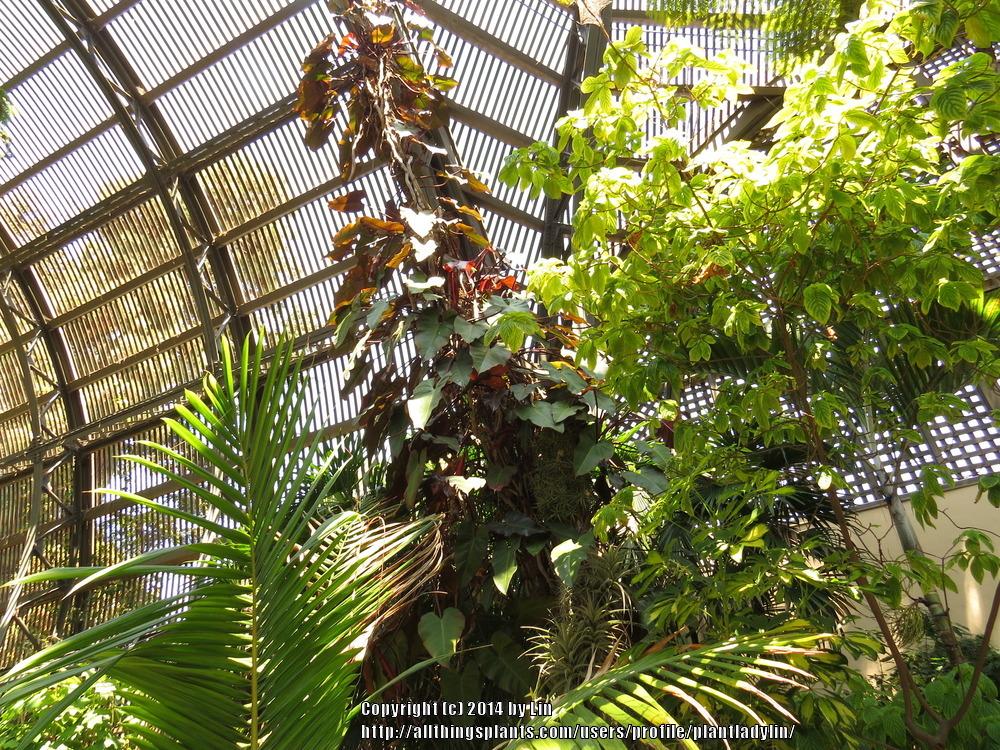 Photo of Blushing Philodendron (Philodendron erubescens) uploaded by plantladylin