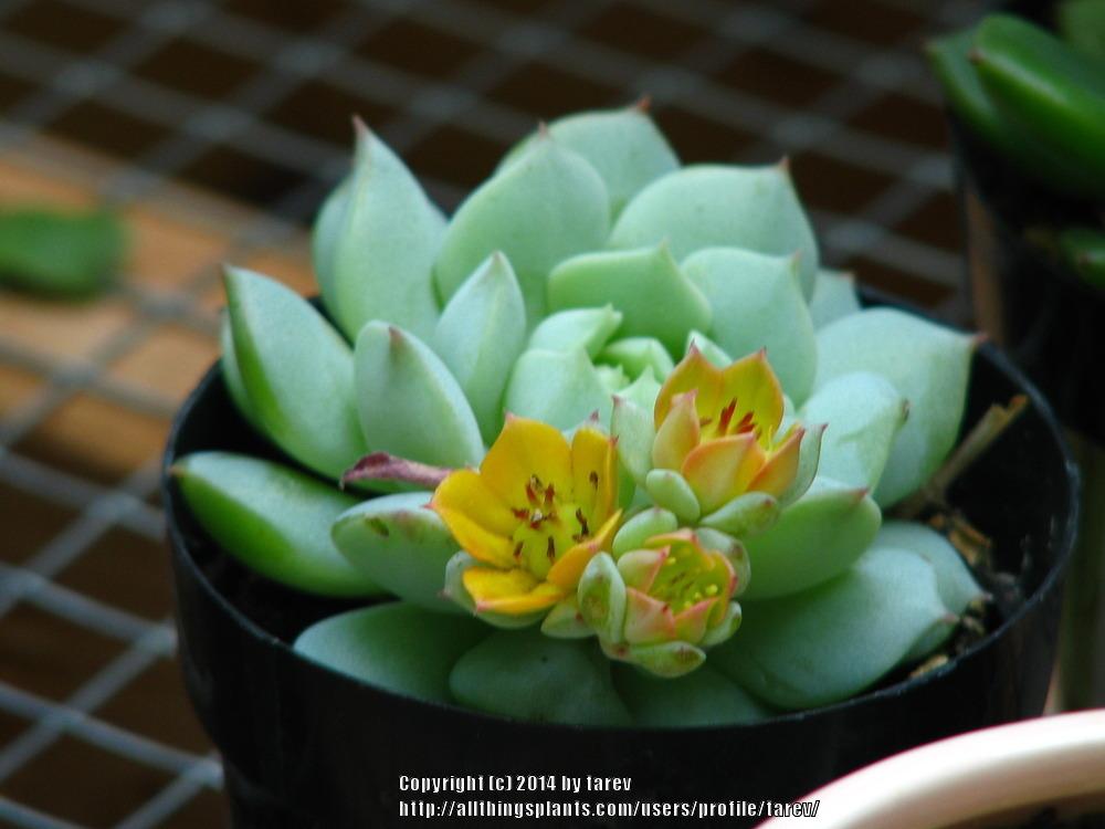 Photo of Painted Lady (Echeveria derenbergii) uploaded by tarev
