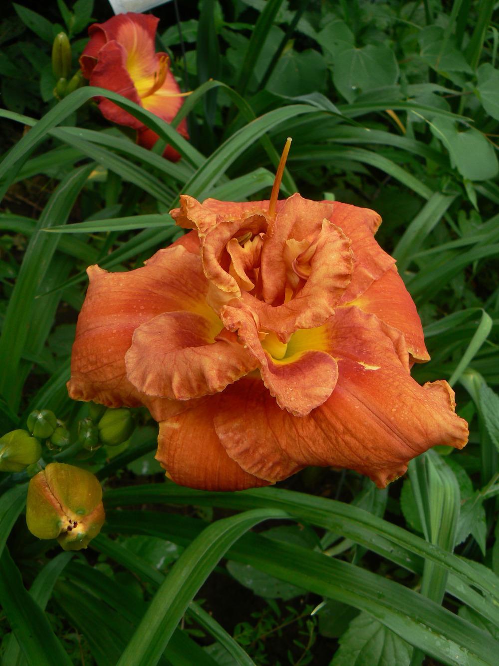 Photo of Daylily (Hemerocallis 'Too Hot to Hold') uploaded by annred97