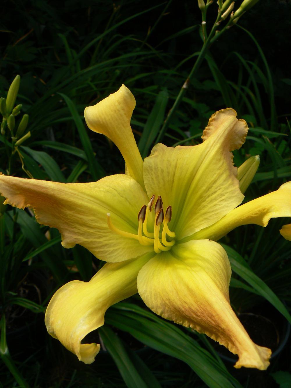 Photo of Daylily (Hemerocallis 'Annette Rice') uploaded by annred97