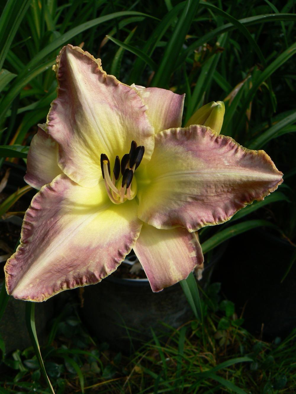 Photo of Daylily (Hemerocallis 'The Last Flashpoint') uploaded by annred97