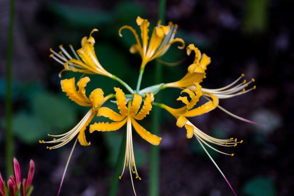 Photo of Golden Spider Lily (Lycoris aurea) uploaded by admin