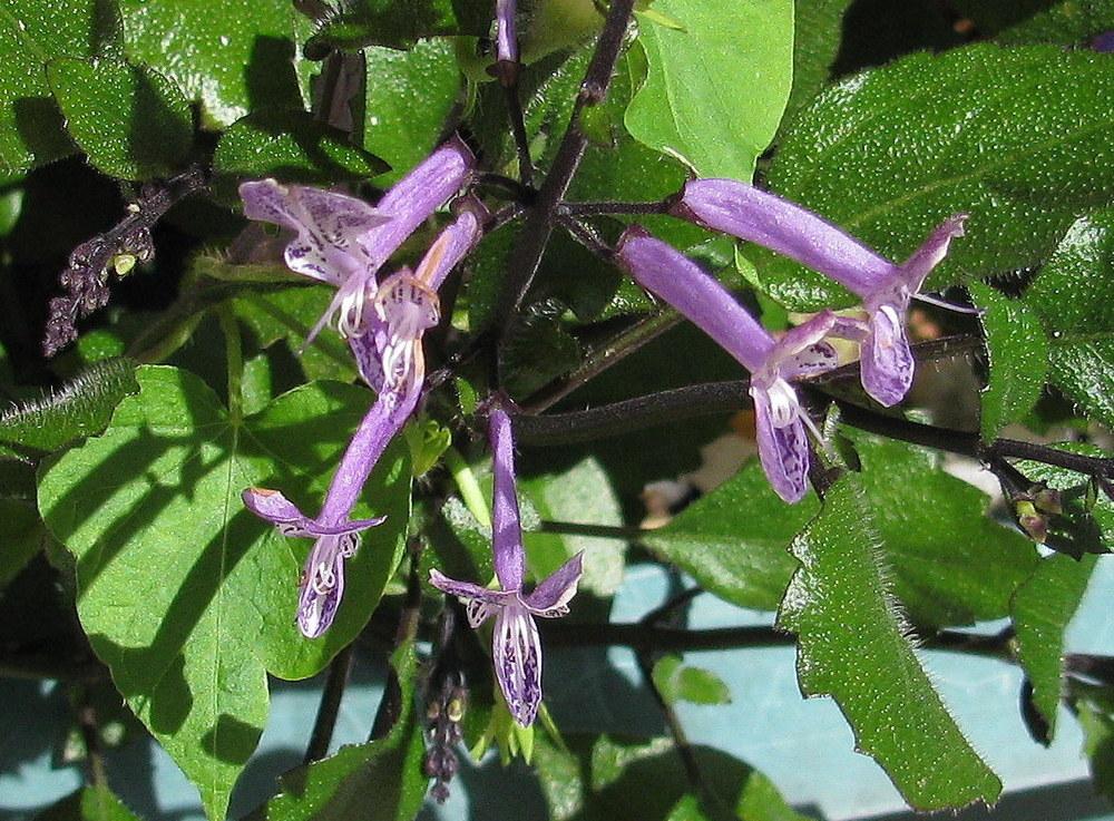 Photo of Spur Flower (Plectranthus Mona Lavender) uploaded by jmorth