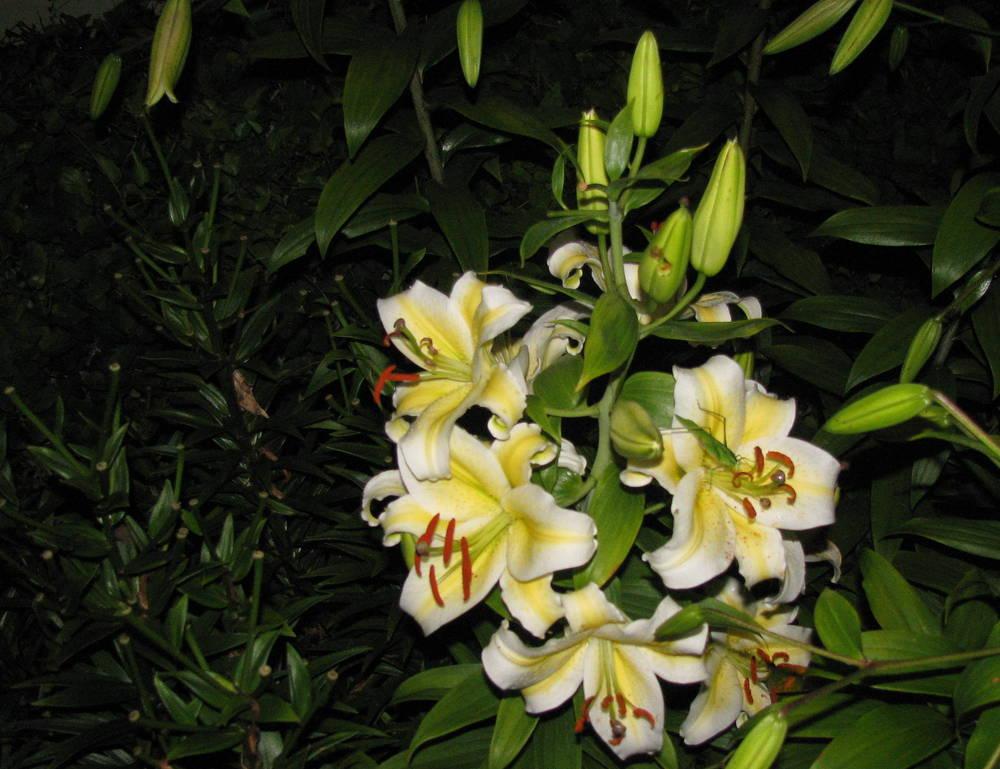 Photo of Lily (Lilium 'Aubade') uploaded by jmorth