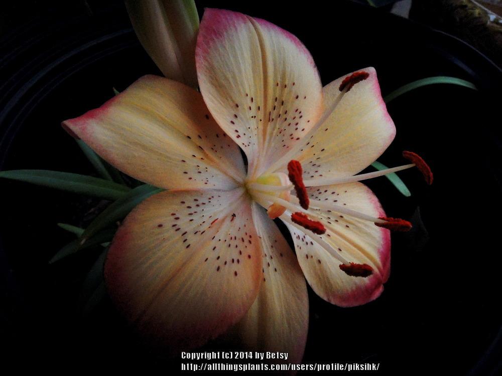 Photo of Lily (Lilium 'Tiny Dancer') uploaded by piksihk