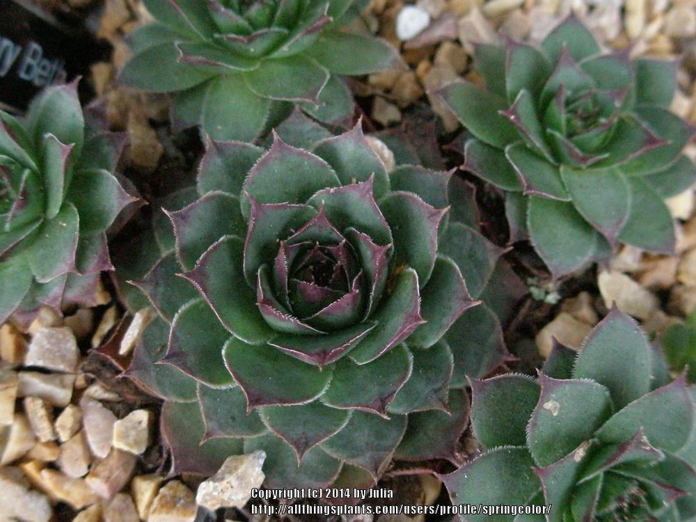 Photo of Hen and Chicks (Sempervivum 'Mary-Beth') uploaded by springcolor