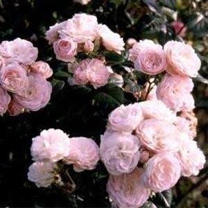 Photo of Rose (Rosa 'Bouquet Parfait') uploaded by Fontilles