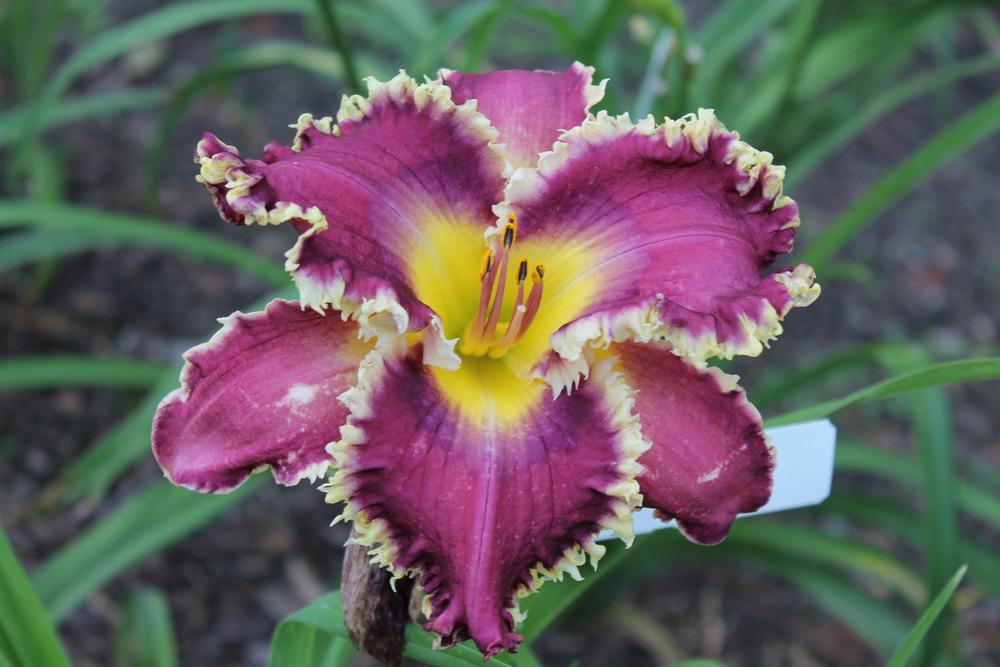 Photo of Daylily (Hemerocallis 'Somewhat Awesome') uploaded by JAGQuest