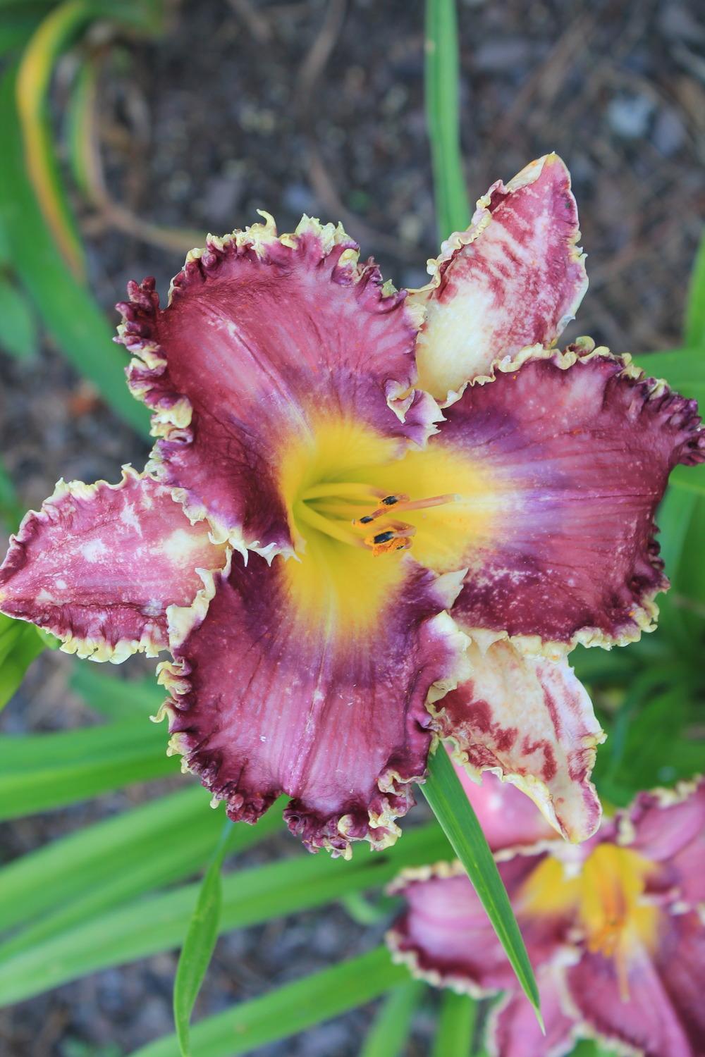 Photo of Daylily (Hemerocallis 'Somewhat Awesome') uploaded by JAGQuest