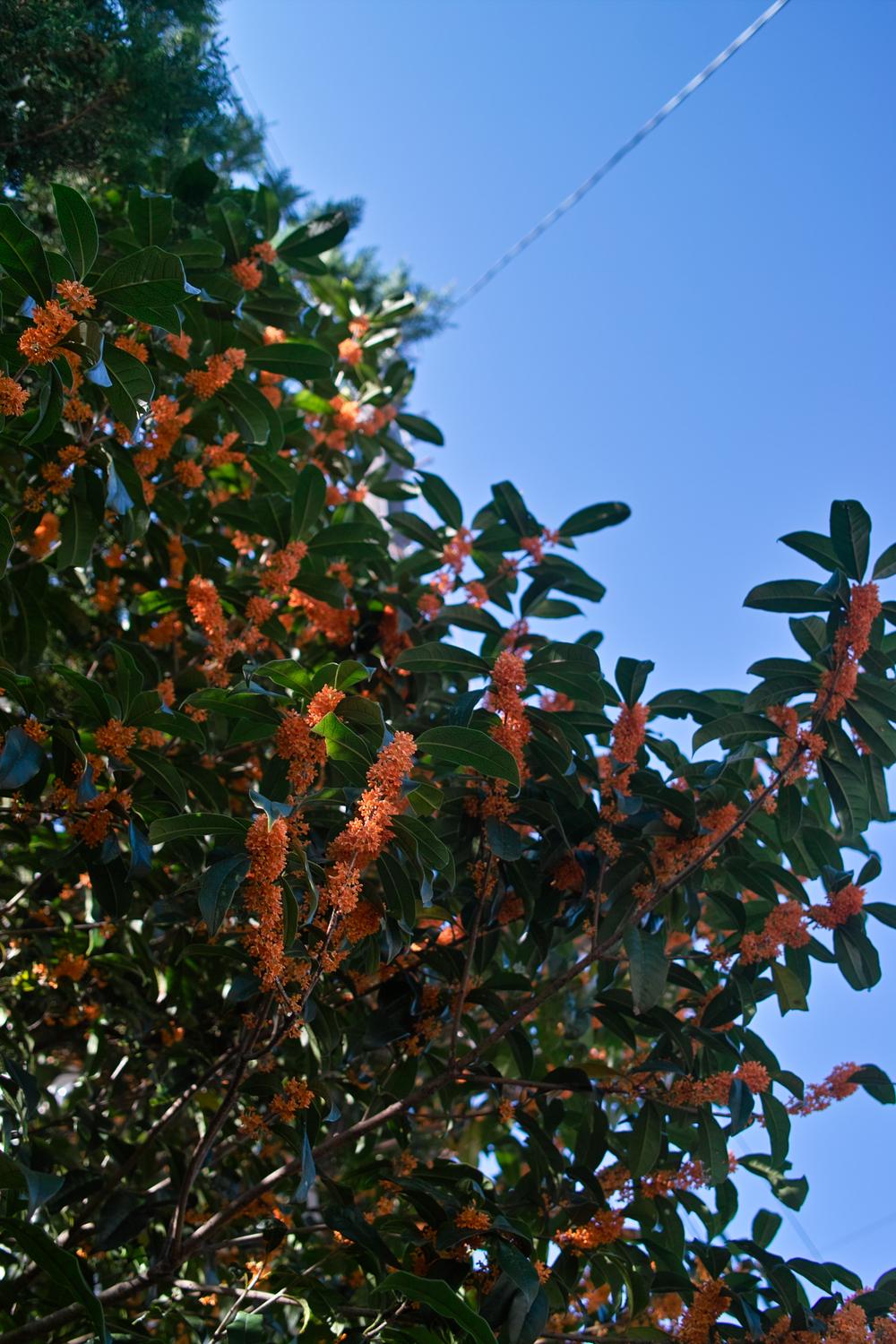 Photo of Orange-Flowered Tea Olive (Osmanthus fragrans var. aurantiacus) uploaded by admin