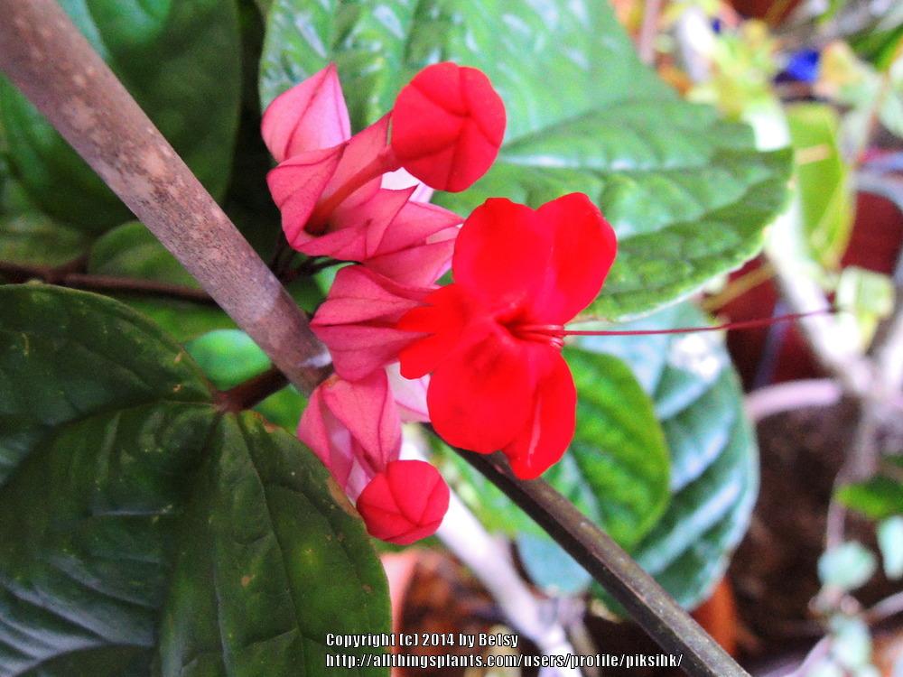 Photo of Bleeding Heart Vine (Clerodendrum thomsoniae 'Delectum') uploaded by piksihk