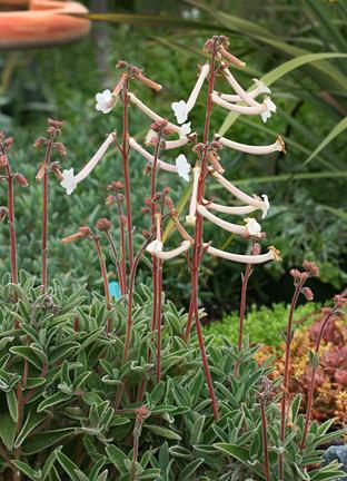 Photo of Hardy White Gloxinia (Sinningia tubiflora) uploaded by Calif_Sue