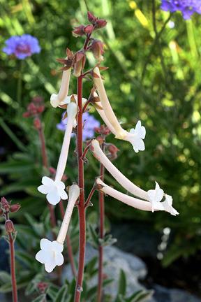 Photo of Hardy White Gloxinia (Sinningia tubiflora) uploaded by Calif_Sue
