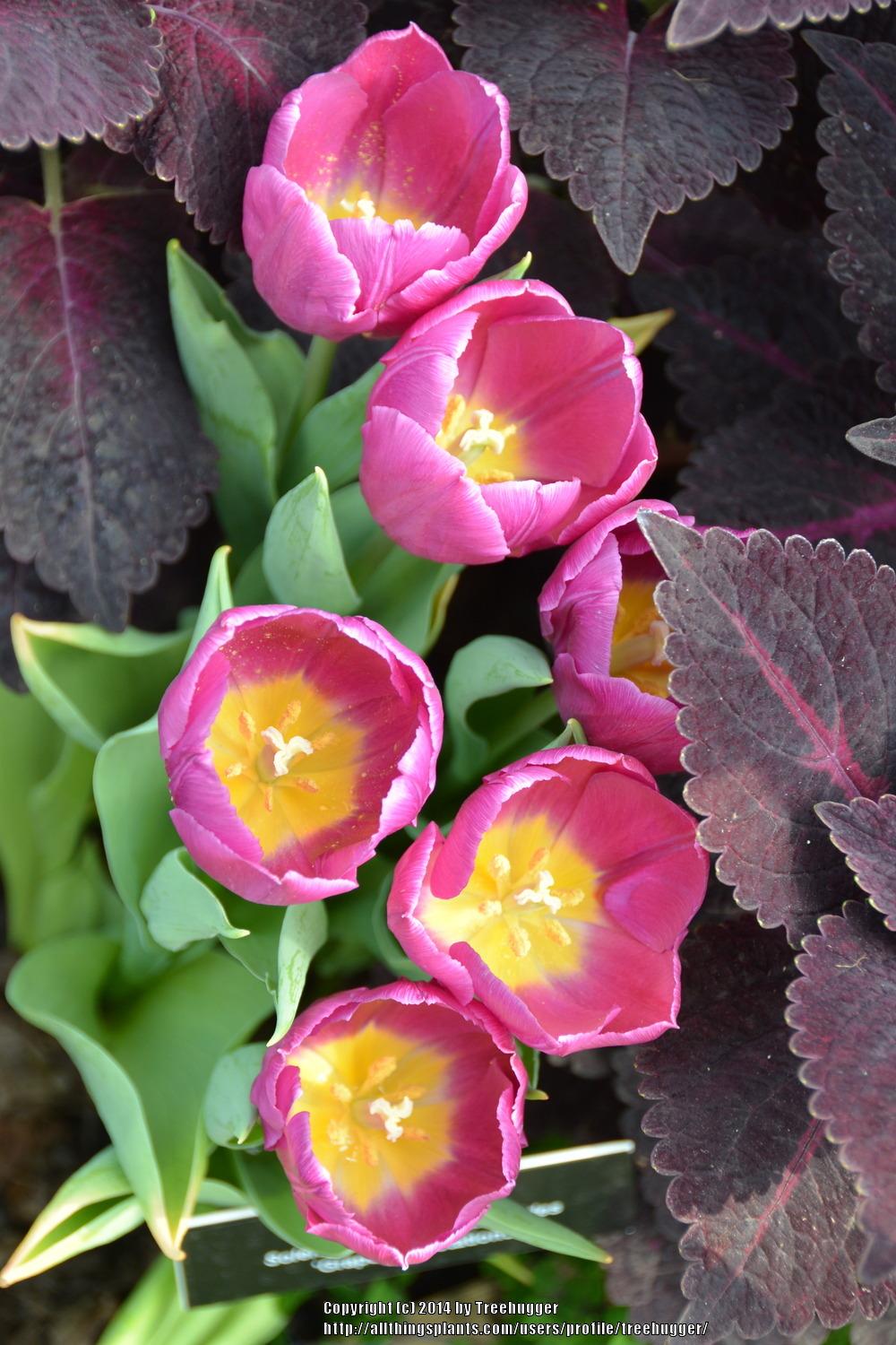 Photo of Single Early Tulip (Tulipa 'Purple Prince') uploaded by treehugger