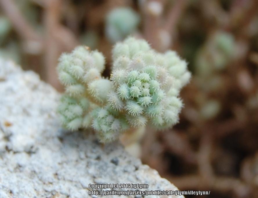 Photo of Fuzzy Wuzzy Sedum (Sedum dasyphyllum var. glanduliferum) uploaded by valleylynn
