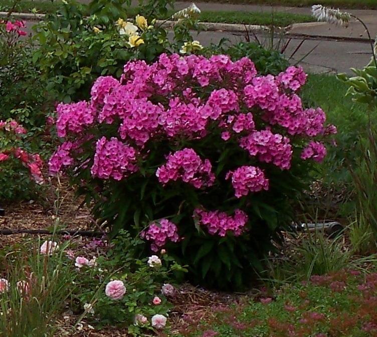 Photo of Garden Phlox (Phlox paniculata First Editions® Bubblegum Pink™) uploaded by Pattyw5
