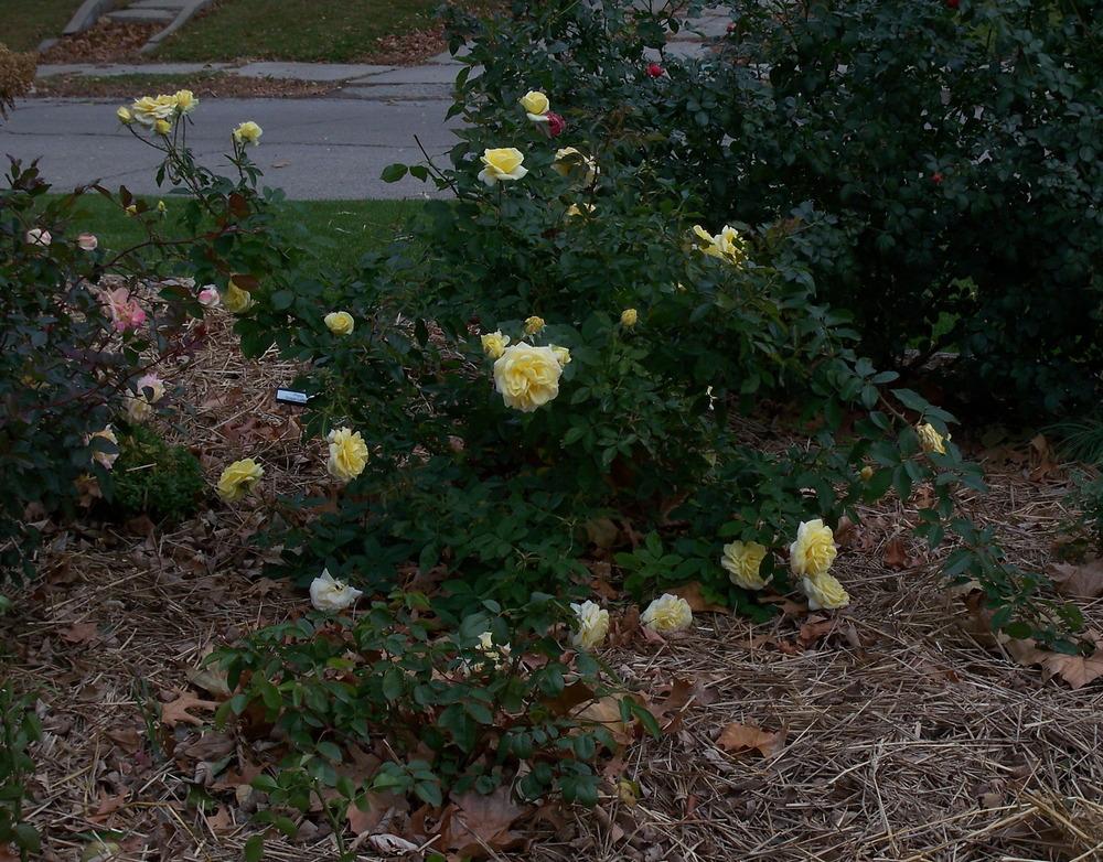 Photo of Rose (Rosa 'Yellow Brick Road') uploaded by Pattyw5