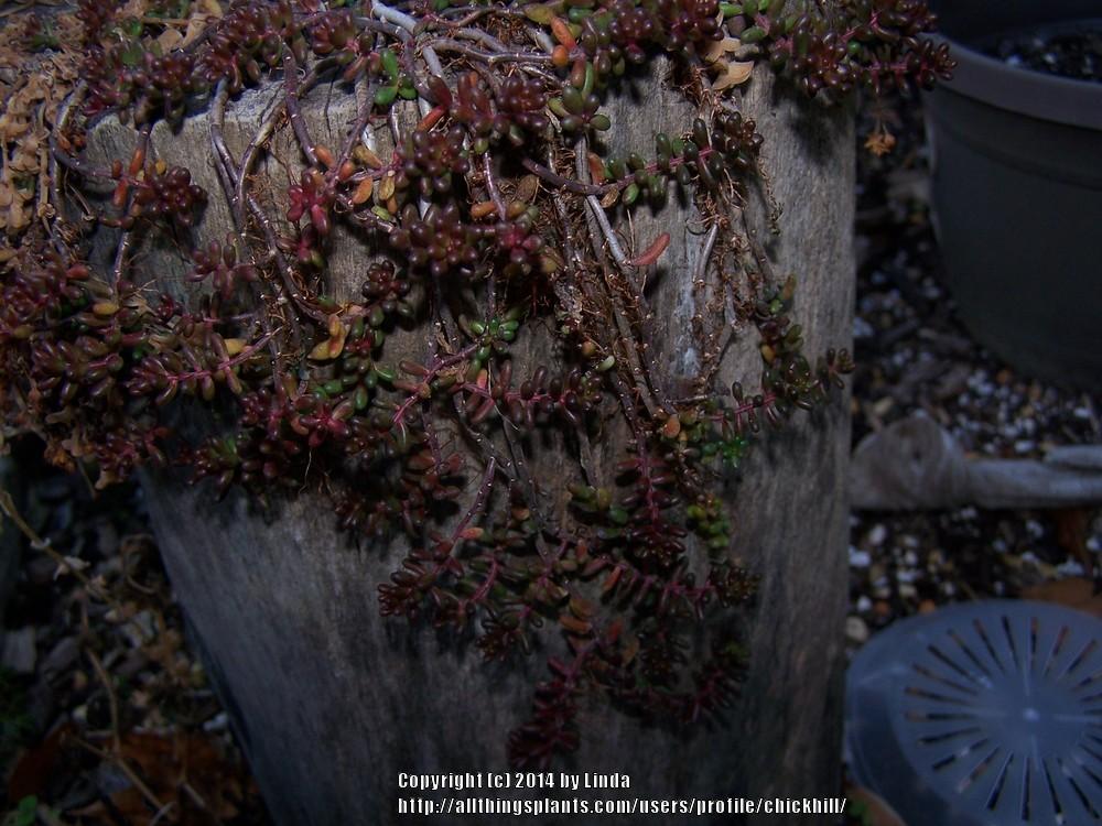 Photo of White Stonecrop (Sedum album subsp. album 'Red Ice') uploaded by chickhill